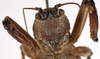 CollectionObject 1530609; 2354f80b-e95d-4349-a26e-1e9cafaeb587: female face. (CollectionObject).