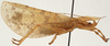 CollectionObject 1534568; 357ebd16-448c-488d-8dcc-93059fb51bbb: male, lateral view (holotype). (CollectionObject).