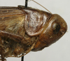 CollectionObject 1535152; b1bfa7a8-b368-43c5-ba26-d93a62cbfab9: female pronotum, lateral view (lectotype). (CollectionObject).