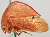 Habitus, lateral view on Cymbomorpha convexa Goding, 1930: (Observation).