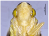 Head on Concaves flavopunctatus (Li & Wang, 1992): (Observation).