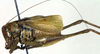 CollectionObject 1502454; 02321fdc-0c83-4931-9ff5-9f10a4472b2b: male, lateral view (syntype). (CollectionObject).