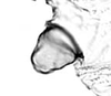 Hind wing.: Seventh marginal tubercle of A. fabae. (Observation).