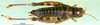 CollectionObject 1502041; b51f416f-6441-48d4-b536-7563dee48256, DORSA BA000651S01: female, dorsal view (paratype). (CollectionObject).
