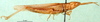 CollectionObject 1591736; 8a119bfe-1bf4-4c65-b2aa-c122240e7a65: male, lateral view (paratype of Platypterna affinis). (CollectionObject).