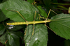 Pseudosermyle phalangiphora (Rehn, 1907): copyright Paul D. Brock. female ex.Belize, Tony James culture stock September 2013. (Otu).