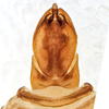 Anal tube processes on Cyclopoliarus omani (Metcalf, 1938): (Observation).