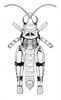 Brownacris microptera Dirsh, 1958: Fig. 5. male, dorsal view. (Otu).