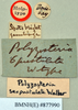 Neostylopyga sexpustulata (Walker, 1871): Holotype, unsexed, labels. BMNH(E)#877990. (Otu).