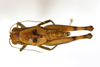 CollectionObject 1521347; 0678f2e8-9dda-4029-a568-cd94f4e29697: female, dorsal view (holotype). (CollectionObject).