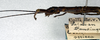 CollectionObject 1556918; 0fee0ae9-f633-4851-acaf-2063e9253ed0: copyright NMW. female: head and thorax, lateral view (lectotype). (CollectionObject).