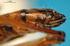CollectionObject 1521408; f525e81a-1efe-4ec5-ae26-8cff078113a7: female abdomen tip, ventral view (holotype of Chorthippus xerophilus). (CollectionObject).