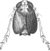 Habitus, dorsal view: !! display not done !! on Halmyra aeluropodis (Emeljanov, 1964): Habitus. (Observation).