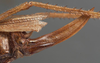 CollectionObject 1505632; 4a28186c-e69c-48d3-a349-4bbc23c22989: female ovipositor (holotype). (CollectionObject).