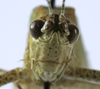 CollectionObject 1567556; b55a4a95-43d7-4b84-9f58-09520282302b: male, frontal view (paratype). (CollectionObject).