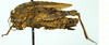 CollectionObject 1477264; f0b064e7-01e6-4122-bc24-6d6492ffb0fe, NHMUK010924556: female, lateral view (paratype of Tetrix tartara subacuta). (CollectionObject).