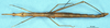 CollectionObject 1507138; 80b8e0fb-52fc-42c0-9eba-429b4eb5c324: female, dorsal view (paratype). (CollectionObject).