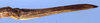 Kawanaphila mirla Rentz, 1993: female ovipositor (paratype). (Otu).