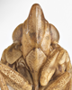 Head on Fowlerium acutum (Doering, 1941): (Observation).