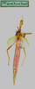 CollectionObject 1558407; 944bd3e1-cf89-4661-8397-a50191438911, NMW 749'': copyright NMW, Vienna. female of synonym Diura discolor (syntype). (CollectionObject).
