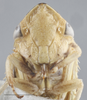 Head on Arrugada affinis (Osborn, 1924): Head. (Observation).