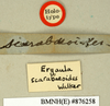 CollectionObject 1552979; e003cd02-32a3-4232-9d73-e6c9089204f2: Copyright Natural History Museum, London. Labels from holotype (adult female) in BM(NH). (CollectionObject).