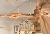 CollectionObject 1558798; f06fc7c1-fd2a-4ded-96ae-faf166c44fdb: copyright OUMNH. female: head & thorax, lateral view of Necroscia gargantua (holotype). (CollectionObject).