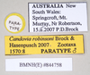 CollectionObject 1562687; d96976dd-6964-4788-8984-2c142fd555a1: copyright Natural History Museum, London. male, data labels (paratype). (CollectionObject).