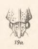 Head: !! display not done !! on Hypsauchenia ballista Germar, 1835 now Hypsauchenia hardwickii (Kirby, 1829): (Observation).