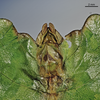 CollectionObject 1600471; 749c2ec5-4512-4890-9454-2383073fb450: copyright IMQC, Rene Limoges. male: end of abdomen, ventral view (holotype). (CollectionObject).