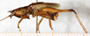 CollectionObject 1531381; NMW 2596, 4704480c-c2eb-45dd-b30a-d2ed8fa76552: male, lateral view (holotype). (CollectionObject).