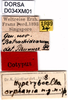 CollectionObject 1574689; 68086e0e-681d-4fa2-8fbc-b86ea9ed8bef, DORSA D034XM01: labels (syntype). (CollectionObject).