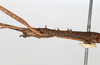 CollectionObject 1557775; 6187484c-f221-4886-b8cf-5572bedf841e: copyright MHNG, Geneva. female head & thorax, lateral view (holotype). (CollectionObject).