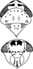 Head: !! display not done !! on Euscelidius variegatus (Kirschbaum, 1858): Head, pro-, and mesothorax (female). (Observation).