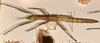 CollectionObject 1559741; 8211705f-dec3-48aa-956f-d20000edad2d: copyright OXUM. female, lateral view of synonym Megacrania bakeri (holotype). (CollectionObject).