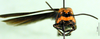 CollectionObject 1502326; 85a7f5a4-92a1-42e2-9296-7dfbc3f2c5a7: male, frontal view (paratype). (CollectionObject).