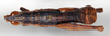 CollectionObject 1535509; 0d6b3998-1deb-4d19-a4ac-c6d7dac9d604: male, dorsal view (holotype). (CollectionObject).