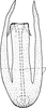 Aedeagus, ventral view on Platymetopius (Platymetopius) major (Kirschbaum, 1868): Aedeagus, ventral view. (Observation).