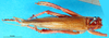 CollectionObject 1500156; 0e702e4b-4825-45ff-affa-a8be383f539c, MfN 5062: female, dorsal view (holotype). (CollectionObject).