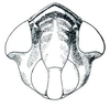 Head: Scaphoideus immistus, face. (Observation).