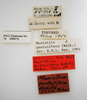 CollectionObject 1504679; c7c984bc-17ad-4287-a67f-15d5904c4dbb: male, labels (holotype of Monistria pustulifera dedita). (CollectionObject).