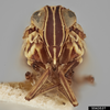 Head: !! display not done !! on Nothodelphax slossoni (Ball, 1903): (Observation).