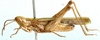 Calephorus compressicornis (Latreille, 1804): male, lateral view. (Otu).