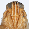 Head on Delphacodes nigrinota Beamer, 1951: (Observation).