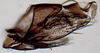 Pygofer, lateral view on Scaphytopius heldoranus (Ball, 1931): Ohio State U. (Observation).