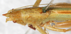 CollectionObject 1576642; NMW 22052, 54e50fc9-4298-425f-950e-d65cfb3c081e: male, head and pronotum, dorsal view. (CollectionObject).