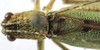 CollectionObject 1567556; b55a4a95-43d7-4b84-9f58-09520282302b: male, dorsal view (paratype). (CollectionObject).