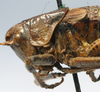 CollectionObject 1517224; 8fe2a923-e646-4df0-9948-1ca0383e52b4: female pronotum, lateral view (holotype). (CollectionObject).