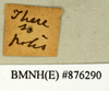 CollectionObject 1573027; 063a966d-445d-4542-974d-9a4041b303e5: Copyright Natural History Museum, London. Labels from non-type (adult male) in BM(NH). (CollectionObject).