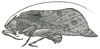 Diastella maculata Hebard, 1922: Pl. XV, Fig. 1 (after type). female (tegmina length 37 mm). (Otu).